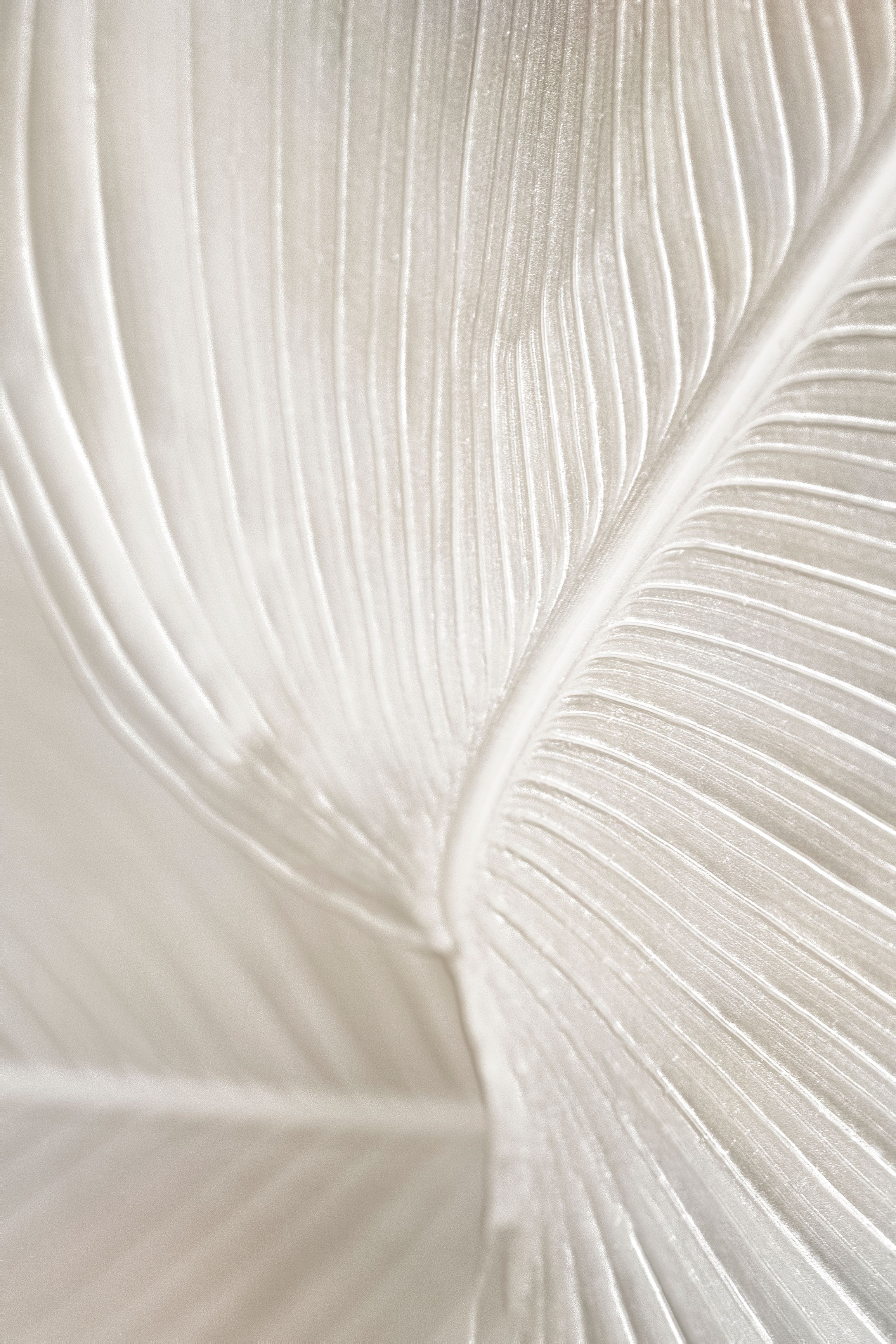 white leaf background