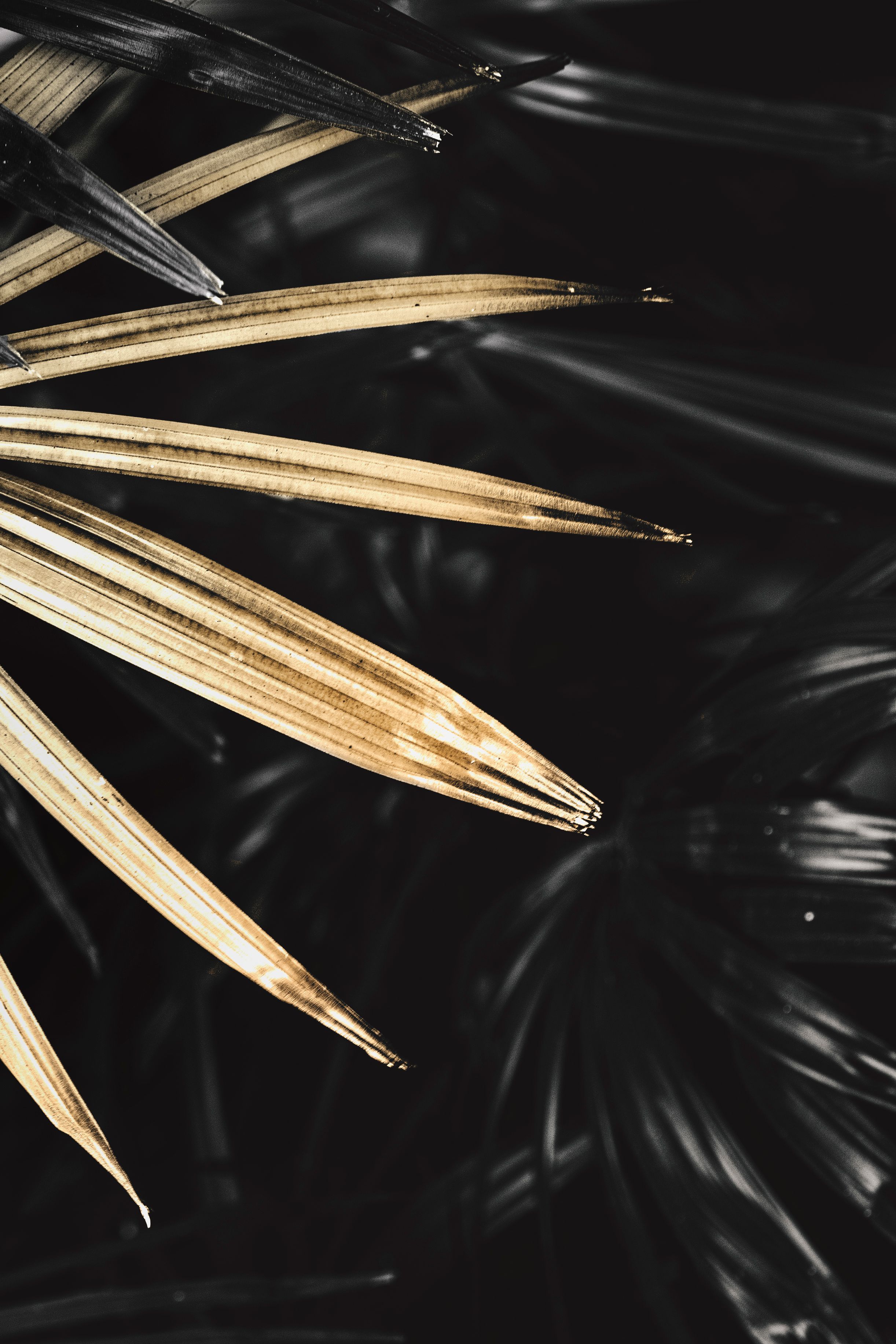 black/golden leaf